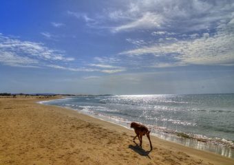 כלב , חוף